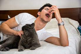 Any reduction of cat shedding where you put your face will be helpful. How To Combat A Cat Allergy Without Getting Rid Of Your Cat