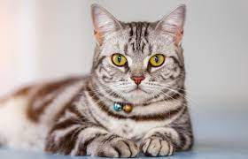 Plus, this kind of feline is beautiful to behold. American Shorthair Cat Breed Profile Lovetoknow