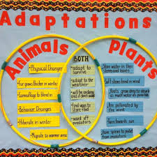 Use A Venn Diagram To Demonstrate Animal And Plant Adaptations First Grade Science Science Bulletin Boards Elementary Science