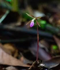 Image result for Nervilia