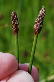 Image result for Eleocharis confervoides