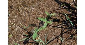 Image result for Aeschynomene leptophylla