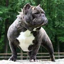 Low center of gravity, wide body, heavy bone, muscular build and large, square head. Bulldogs And Muscular American Pit Bull Terrier Dogs