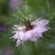 Check spelling or type a new query. Love In A Mist Country Garden Uk