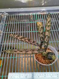 Image result for Oeceoclades decaryana