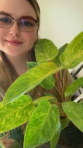 What do I need to know to care for a Painted Lady plant?