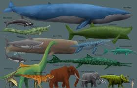 Competent Giant Squid Size Chart 2019