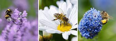 Nowadays, you and i can grow beautiful flowers flowers that attract bees that serve two purposes. The Best Flowers For Bees Blog California Summerwinds
