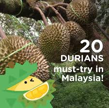 Durian adalah pokok yang lemah dan sensitif dengan air serta baja jika diberikan secara berlebihan. Baja Pokok Durian Manakah Menjadi Pilihan Anda Dimusim Facebook