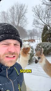 Our Southwest Michigan Llama Adventure!, #llama #farm #airbnb #travel  #greenbushbrewing #journeymandistillery #adventure #comedy #sawyer  #threeoaks