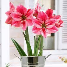 Van Zyverden Amaryllis Kit Gervase With Artisan Decorative Planter Bulbs 87296 The Home Depot Amaryllis Bulbs Amaryllis Bulb Flowers
