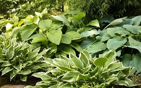 Gardening The Best Plants For Clay Soil Grow In Full Sun And Partial Shade David Domoney