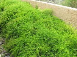 Image result for A. densiflorus Sprengeri