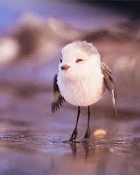Stupid Bird From Finding Dory Https Encrypted Tbn0 Gstatic Com Images Q Tbn 3aand9gct34h7 Jmvx Zs9vxqrpr25pbtkmadxmymx0a Usqp Cau