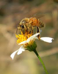 Celebrate and remember the lives we have lost in jeffersonville, indiana. Honey Bee Flower By Savanna Kiefer Bee Keeping Honey Bee Bee On Flower