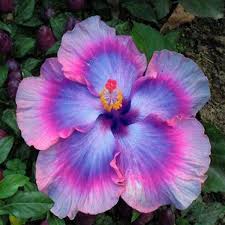 Pin On Hibiscus Flowers
