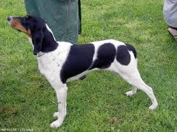 Image result for bernský honič