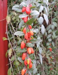 Image result for Lycium