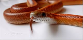 Black And Orange Striped Snake Florida Kornnatter Striped Cornsnake Stripe Www Kornnatter Freunde De With Images Corn Snake Snake Art Snake