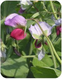 Image result for Pisum sativum