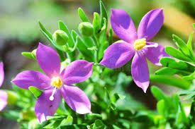 Image result for Chironia