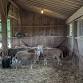 VSDC Volunteer Day at Poplar Spring Animal Sanctuary