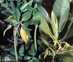 Image result for Rhizophora