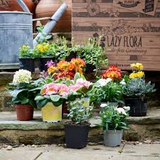 Flowers come in almost every color of the rainbow, including red, orange, yellow, violet, white and pink. Seasonal Outdoor Plant Subscription Pay As You Go Lazy Flora