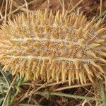 Image result for Cucumis ficifolius