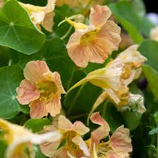 Image result for Tropaeolum majus
