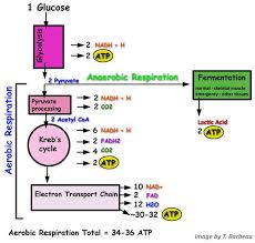 Aerobic Anaerobic Respiration Medical School Stuff Fermentation Biology Biochemistry