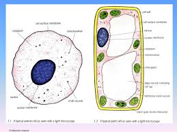 We did not find results for: Ppt Cells The Building Blocks Of Life Powerpoint Presentation Free Download Id 331736