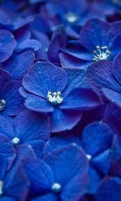 Blue blue colour colour sky background blue sky nature high definition picture white clouds white trees grass clouds flower green pattern beautiful tree wallpaper cloud sun fresh landscape light lawns air xmas christmas colorful color bright sunny sunshine day heaven weather abstract water climate. 450 Blue Ideas In 2021 Blue Aesthetic Everything Is Blue Feeling Blue