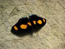 Image result for What is the powdery stuff on a butterfly's wings?