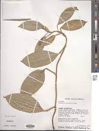 Image result for Culcasia orientalis