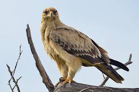 Tawny Eagle Wikipedia What does golden eagle eat?