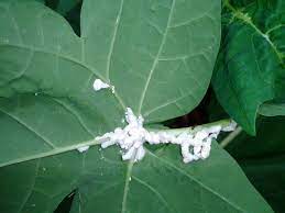 Because of the plant's high photosynthetic activity, it needs abundant sunlight. Papaya Pawpaw Diseases And Pests Description Uses Propagation