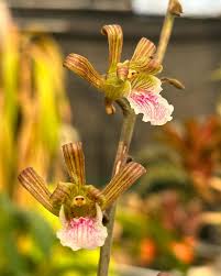 Image result for Eulophia sp. nov.