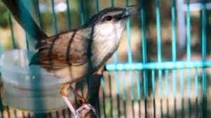 Suara Burung Ciblek Gunung Ini Edan Betul Lihat Video Dan Download Suaranya Dalam Format Mp3 Om Kicau