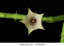 Image result for Huernia leachii