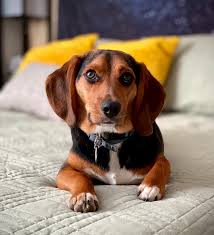 Veuve cominges le faceva eco; Aiuto Il Mio Cane Monta Gli Oggetti O Cuscino Di Casa Cosa Fare