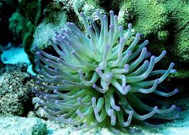 Sea Anemones Actiniaria Sea Anemone Sea Plants Sea Animals
