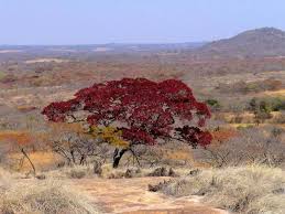 Image result for Brachystegia spiciformis