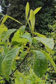 Image result for Faroa alata