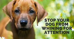 How do i get my dog to stop whining. How To Stop A Dog From Crying And Whining For Attention That Mutt