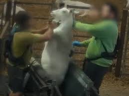 What do you get when you mix human and woman cited after dogs escape and kill goat. Animal Cruelty Latest News Breaking Stories And Comment The Independent
