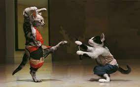 Their paws are not the softest. Hd Wallpaper Funny Karate Cat Kung Fu Cat Photo Wallpaper Flare