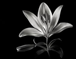 We did not find results for: Black And White Flower Portraiture Shutterbug