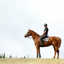 Quintesse S First Farm Ride Showjumping Wilsonsisters Teamws Wilson Sisters Horse Equestrian Ranch Riding