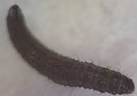 You can also use baking soda or vinegar to flush the drainage to remove any eggs in it. Bathroom Fly Larva What S That Bug